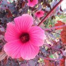 Cranberry Hibiscus Hibiscus Acetosella False Roselle Seeds - Garden Flower Plant - 30 Seeds