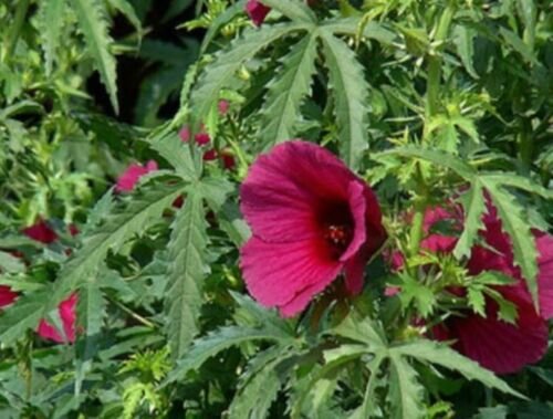 Red Kenaf, Hibiscus Cannabinus, Brown Indian Hemp Seeds - Garden Flower Plant - 20 Seeds