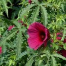 Red Kenaf, Hibiscus Cannabinus, Brown Indian Hemp Seeds - Garden Flower Plant - 20 Seeds