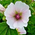 MARSHMALLOW hibiscus perennial pink flower Seeds - Garden Flower Plant - 110 Seeds