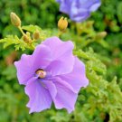 EDIBLE NATIVE PURPLE HIBISCUS SEEDS Seeds - Garden Flower Plant - 10 Seeds