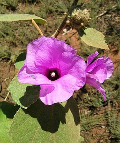 NATIVE PINK HIBISCUS SEEDS DESERT ROSE Seeds - Garden Flower Plant - 10 Seeds