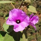 NATIVE PINK HIBISCUS SEEDS DESERT ROSE Seeds - Garden Flower Plant - 10 Seeds