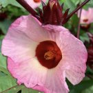 Roselle Hibiscus Seeds Jamaica Sorrel Seeds - Garden Flower Plant - 5 Seeds