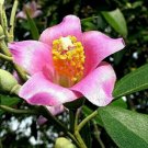 NORFOLK ISLAND HIBISCUS Flower Seeds - Garden Flower Plant - 10 Seeds