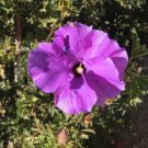 Alyogyne Hakeifolia Black & Pink Hibiscus Seeds - Garden Flower Plant - 10 Seeds