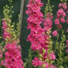 Delphinium Larkspur Rose Flower Seeds - Garden Flower Plant - 100 Seeds