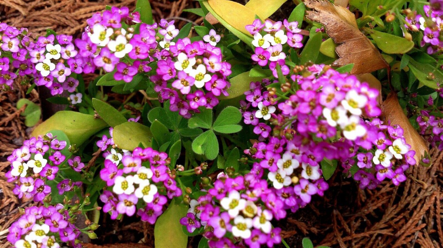 Iberis umbellata 'Rose Cardinal'(Candytuft) Flower Seeds - Garden Flower Plant - 50 Seeds