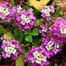 Iberis umbellata 'Rose Cardinal'(Candytuft) Flower Seeds - Garden Flower Plant - 50 Seeds