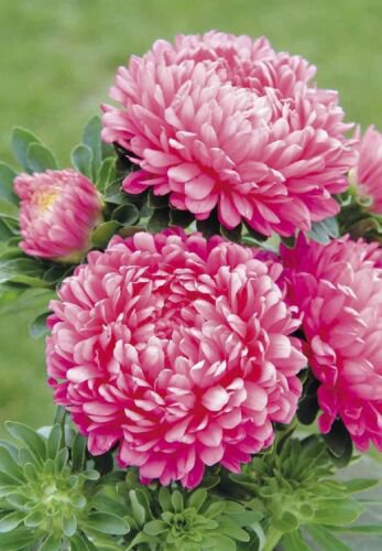 Aster "Milady PINK (Rose) Flower Seeds - Garden Flower Plant - 50 Seeds