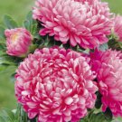 Aster "Milady PINK (Rose) Flower Seeds - Garden Flower Plant - 50 Seeds