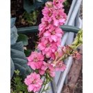 LARKSPUR 'Rose Queen' red pink delphinium Flower Seeds - Garden Flower Plant - 100 Seeds