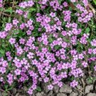 ROCK SOAPWORT Rose Pink Flower Seeds - Garden Flower Plant - 300 Seeds