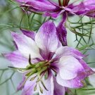 Nigella Damascena “Mulberry Rose” Flower Seeds - Garden Flower Plant - 50 Seeds