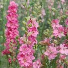 LARKSPUR 'Imperial Rose Queen' Flower Seeds - Garden Flower Plant - 50 Seeds