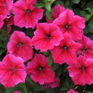 PETUNIA 'Rose of Heaven' Flower Seeds - Garden Flower Plant - 100 Seeds
