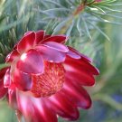 MOUNTAIN ROSE PROTEA (Protea nana) Flower Seeds - Garden Flower Plant - 5 Seeds