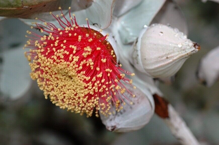 Eucalyptus macrocarpa Australian Bush Rose Flower Seeds - Garden Flower Plant - 60 Seeds