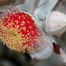 Eucalyptus macrocarpa Australian Bush Rose Flower Seeds - Garden Flower Plant - 60 Seeds