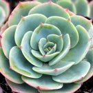 BLUE ROSE ECHEVERIA (Echeveria imbricata) Flower Seeds - Garden Flower Plant - 20 Seeds