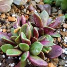 SAND ROSE (Anacampseros rufescens) Flower Seeds - Garden Flower Plant - 20 Seeds