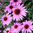 Echinacea (Prairie Splendor Deep Rose) Flower Seeds - Garden Flower Plant - 15 Seeds