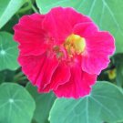 Nasturtium Cherry Rose Flower Seeds - Garden Flower Plant - 12 Seeds