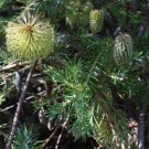Banksia laricina Rose fruited Banksia Flower Seeds - Garden Flower Plant - 10 Seeds