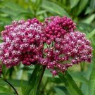 Asclepias incarnate (Rose Milkweed) Flower Seeds - Garden Flower Plant - 10 Seeds