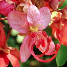 Cassia marginata - Rose Shower Tree Flower Seeds - Garden Flower Plant - 15 Seeds