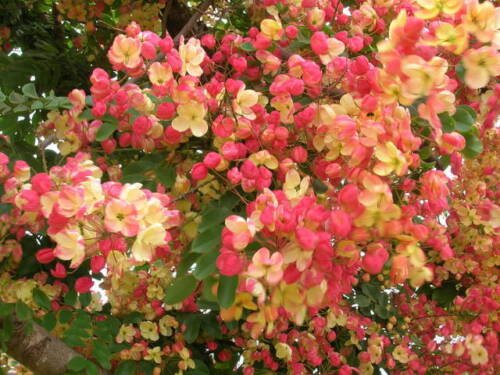 Red Rose Shower Tree (Cassia marginata) Flower Seeds - Garden Flower Plant - 10 Seeds