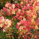 Red Rose Shower Tree (Cassia marginata) Flower Seeds - Garden Flower Plant - 10 Seeds