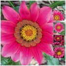 GAZANIA Kiss Rose Flower Seeds - Garden Flower Plant - 15 Seeds
