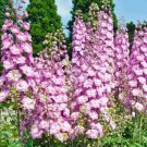 Larkspur - Imperial Rose Queen Flower Seeds - Garden Flower Plant - 20 Seeds