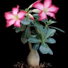 DESERT ROSE (Adenium obesum) Flower Seeds - Garden Flower Plant - 10 Seeds
