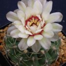 ROSE PLAID CACTUS (Gymnocalycium quehlianum) Flower Seeds - Garden Flower Plant - 10 Seeds