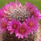 ROSE PINCUSHION CACTUS (Mammillaria zeilmanniana) Flower Seeds - Garden Flower Plant - 10 Seeds