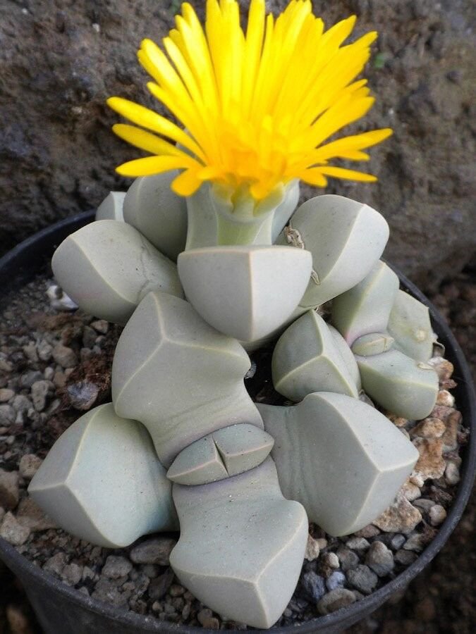 KAROO ROSE (Lapidaria margaretae) Flower Seeds - Garden Flower Plant - 20 Seeds