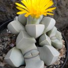 KAROO ROSE (Lapidaria margaretae) Flower Seeds - Garden Flower Plant - 20 Seeds