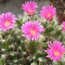 MINIATURE DESERT ROSE (Trichodiadema densum) Flower Seeds - Garden Flower Plant - 20 Seeds