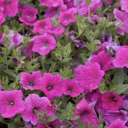 Petunia (Rose Of Heaven) (Nana Compacta) Flower Seeds - Garden Flower ...