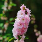 LARKSPUR IMPERIAL ROSE QUEEN Flower Seeds - Garden Flower Plant - 65 Seeds