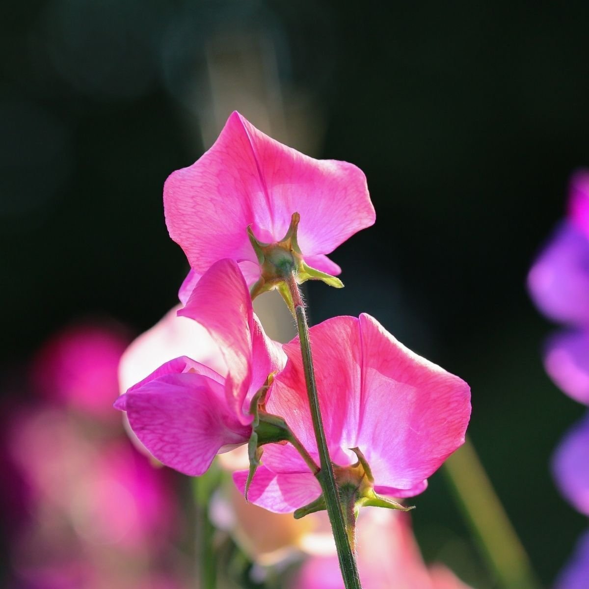 Sweetpea Solstice Rose Flower Seeds - Garden Flower Plant - 10 Seeds