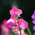 Sweetpea Solstice Rose Flower Seeds - Garden Flower Plant - 10 Seeds