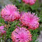 Isopogon dubius Rose Coneflower Pincushion Coneflower Flower Seeds - Garden Flower Plant - 10 Seeds