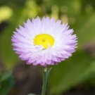 EVERLASTING DAISY BRIGHT ROSE Flower Seeds - Garden Flower Plant - 150 Seeds
