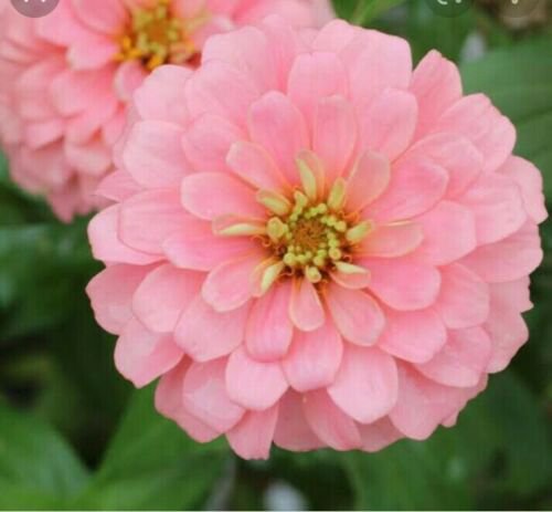 ZINNIA SEEDS Elegans Exquisite Light Rose Flower Seeds - Garden Flower Plant - 15 Seeds