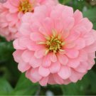 ZINNIA SEEDS Elegans Exquisite Light Rose Flower Seeds - Garden Flower Plant - 15 Seeds