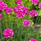 ARMERIA MARITIMA MORNING STAR DEEP ROSE PINK Flower Seeds - Garden Flower Plant - 20 Seeds