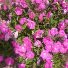 PETUNIA Rose of Heaven seeds Flower Seeds - Garden Flower Plant - 250 Seeds